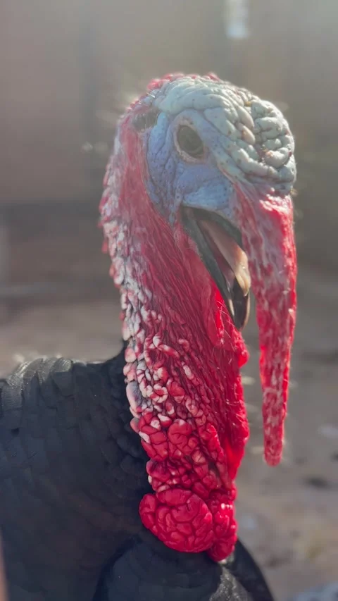 Turkey pecks phone camera, knocking it down in a funny farm moment Stock Footage 333045244