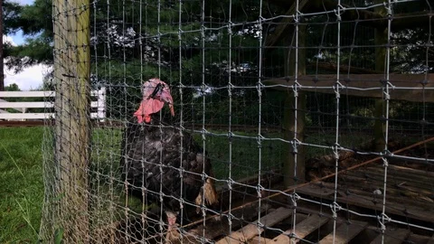 Turkey in pen standing by post Stock Footage 93671895