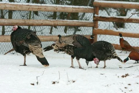 Turkey with pheasant on the barnyard in winter Stock Photos