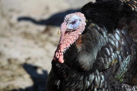 Turkey Stock Photos