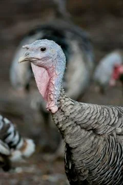 Turkey Stock Photos