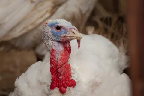 Turkey Stock Photos