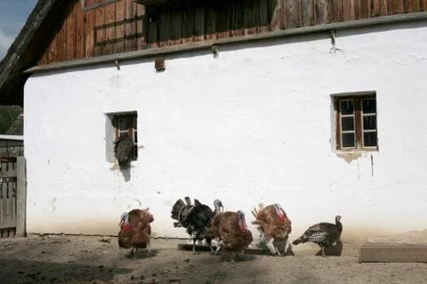 Turkey Stock Photos