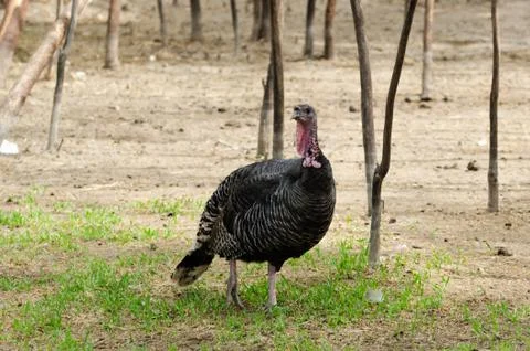 Turkey Stock Photos