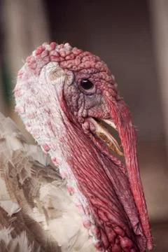 Turkey Portrait Stock Photos
