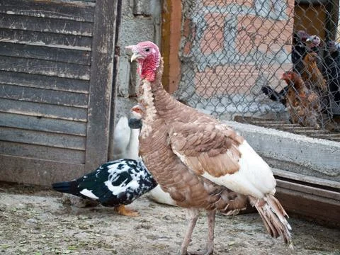 Turkey posing on farm Stock Photos