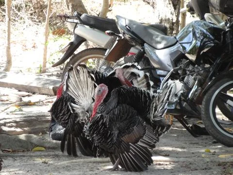 Turkey posing next to motorcycle Stock Photos