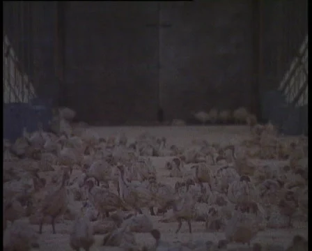 Turkey Poults in a Barn. Video stock 729471