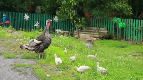Turkey With Poults Stock Footage 40194256