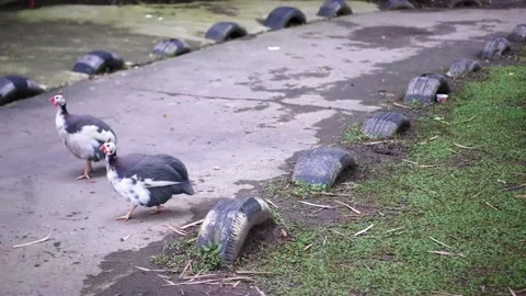 Turkey poults Stock Footage 229821896