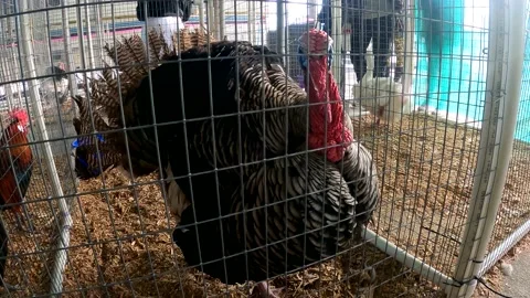 Turkey Putting on a Show Stock Footage 151664448