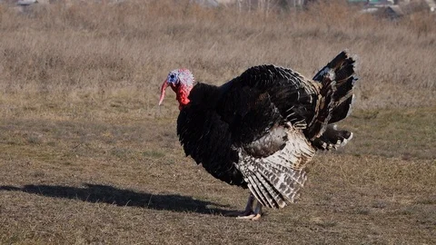 The turkey raises its feathers angry and screams. Stock Footage 126383602