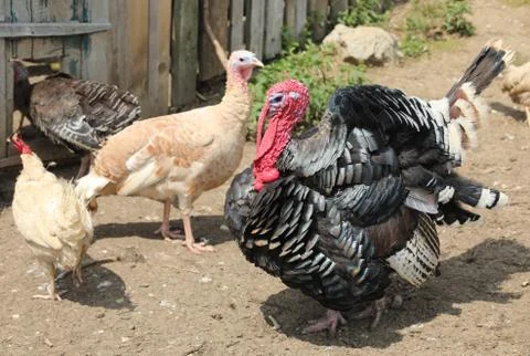 Turkey with red protuberance called wattle or dewlap on his throat and the re Stock Photos