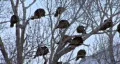 Turkey roost high in tree winter HD HD Footage