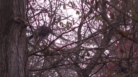 Turkey roosting high in a tree early morning Stock Footage 69737588