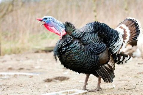 Turkey on the run Stock Photos