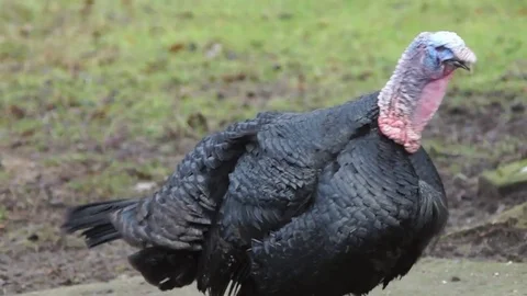 Turkey screams Video stock 85063329