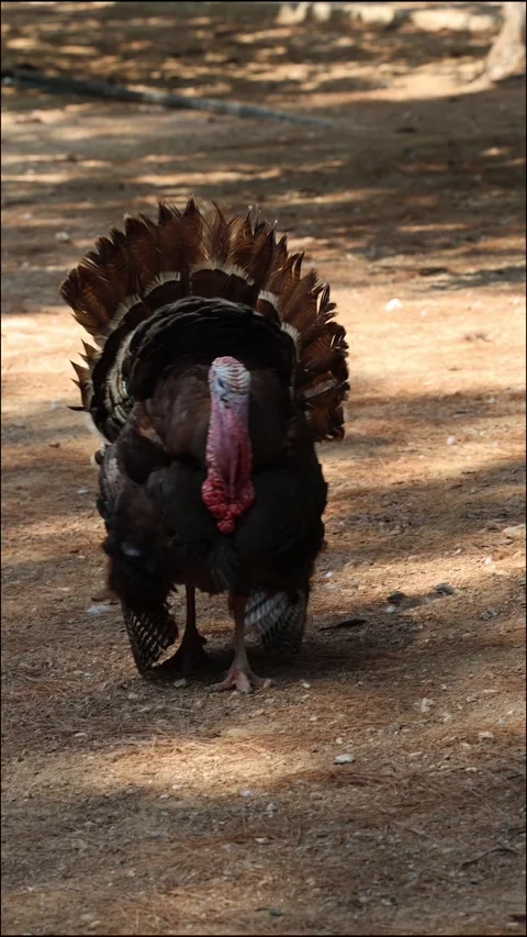Turkey searching ground Stock Footage 314611590