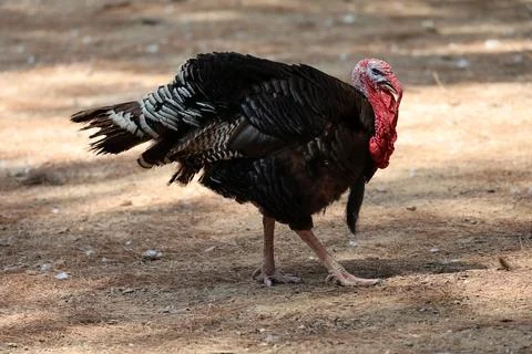 Turkey searching ground Foto stock
