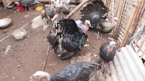 Turkey seller Stock Footage 252890562