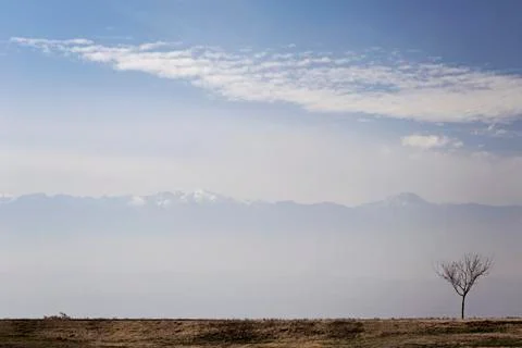 Turkey, Single tree with mountains in background Stock Photos