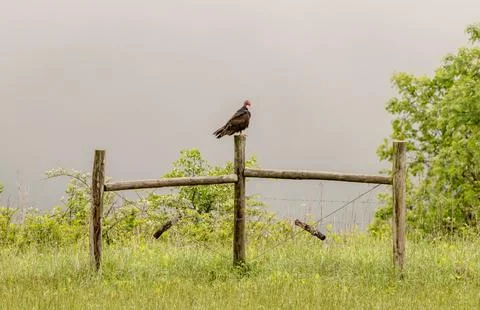 Turkey Sits on Post of Rustic Fence in Fog in Cades Cove 스톡 사진
