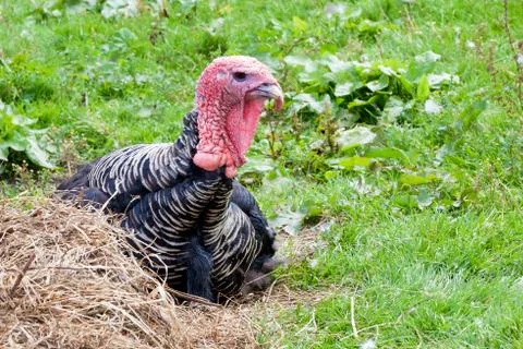 Turkey sitting at the haystack Stock Photos