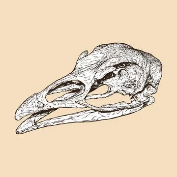 Turkey skull head vector illustration Stock Illustration