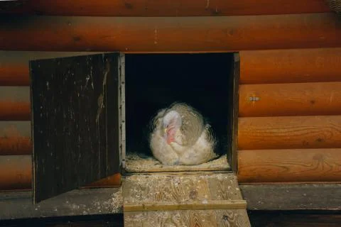 The turkey sleeps on the perch. Stock Photos