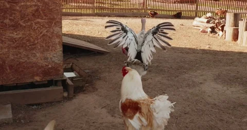 A turkey spreads her wings in front of a rooster on a farm. The rooster remains Stock Footage 297742813