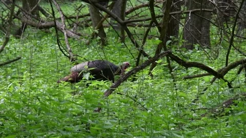Turkey strolling through the brush in the woods Stock Footage 241103342