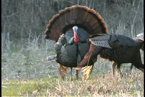 Turkey strut Stock Footage 9277853