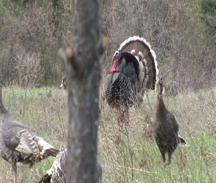 Turkey strutt Stock Footage 10764838