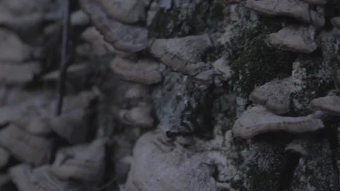 Turkey Tail Mushroom Stock Footage 140366651