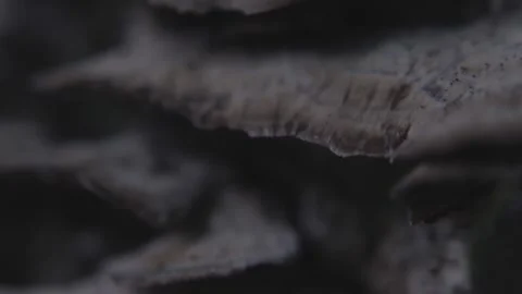 Turkey Tail Mushroom Stock Footage 140366658