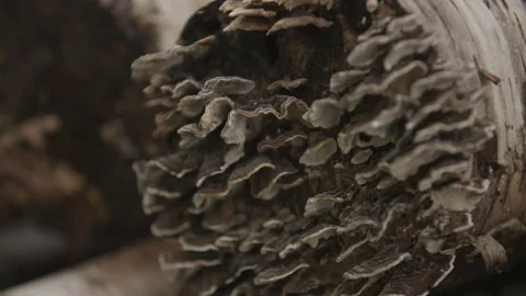 Turkey tail mushroom log Stock Footage 230998588