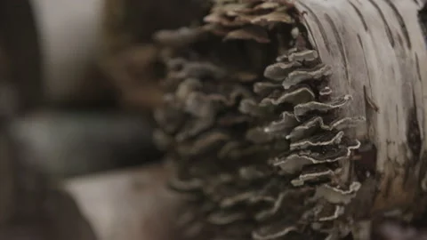 Turkey tail mushroom log Stock Footage 230999837