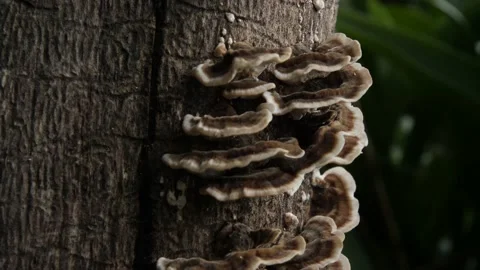 Turkey tail mushrooms Stock Footage 159268573