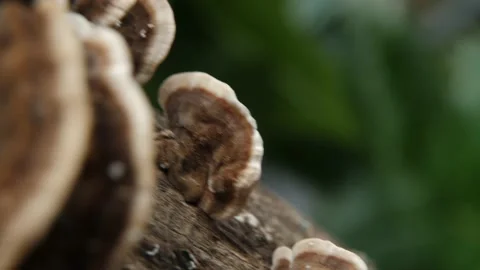 Turkey tail mushrooms Видео 159268654
