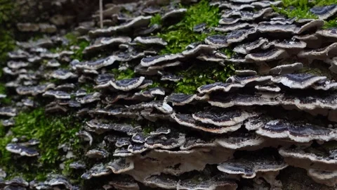 Turkey tail mushrooms on tree trunk, slow camera movement Stock Footage 335214614