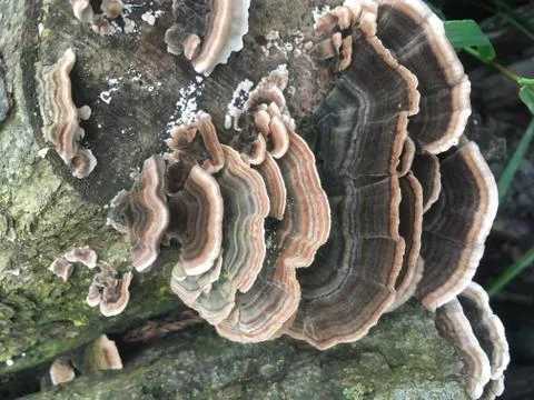 Turkey Tail Stock Photos