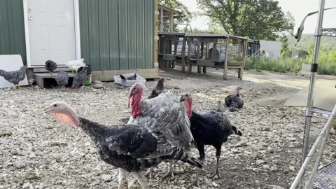 Turkey Time Stock Footage 159440600