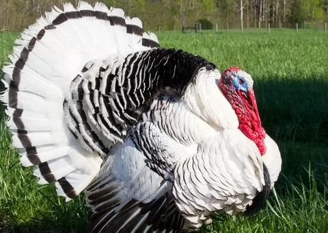 Turkey Tom Stock Photos