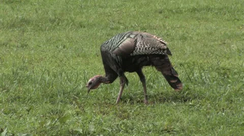 Turkey tom1 Stock Footage 8945165