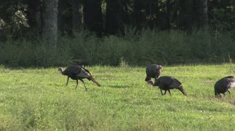 Turkey tom2 Stock Footage 8945102