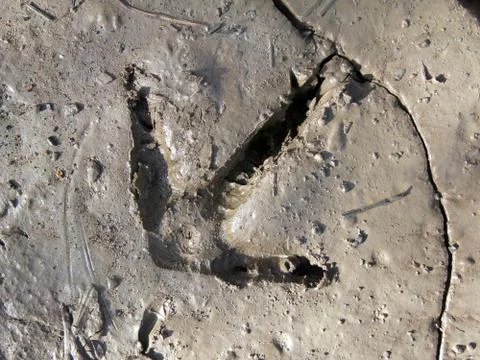 Turkey track in mud Stock Photos