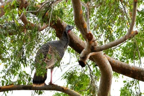 Turkey in a tree Stock Photos