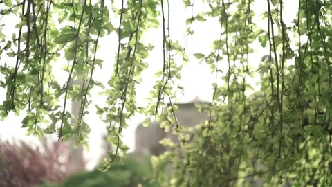 Turkey. Trees and minaret Stock Footage 131552333