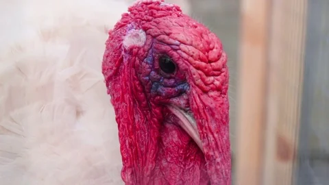 Turkey try to escape the thanksgiving Видео 72791963