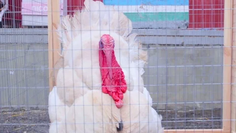 Turkey try to escape the thanksgiving Video stock 73200277
